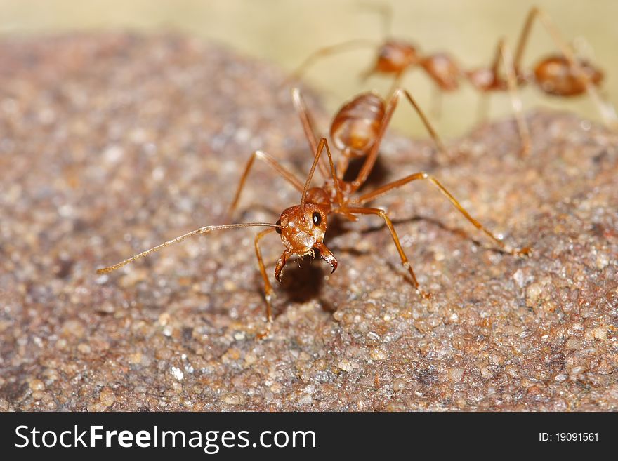 Red ant no brown background.