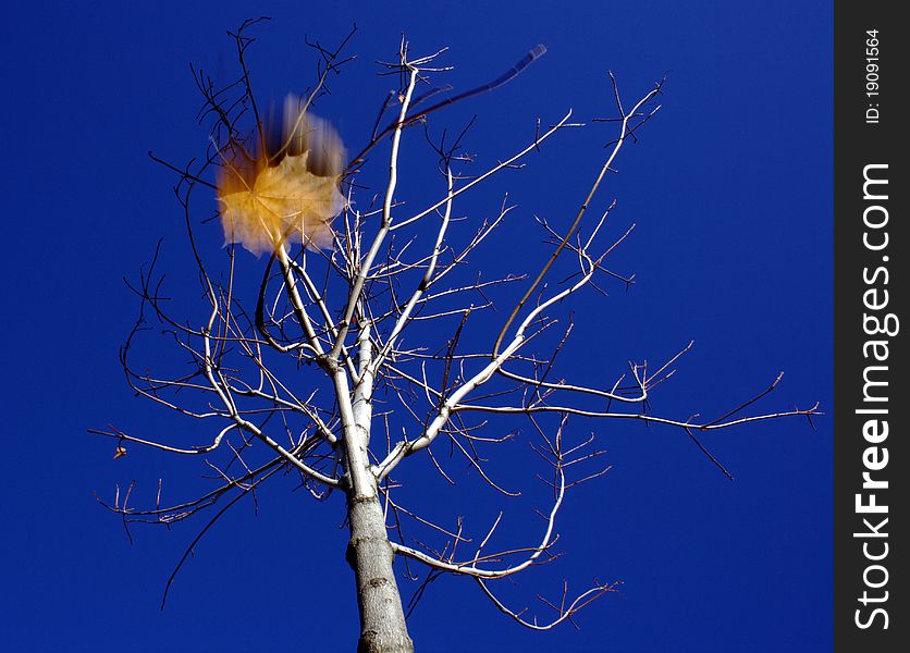 The photograph captured the moment when the last leaf was falling down from a maple tree in the fall. The use of flash and long exposure allowed to show the leaf in motion. The photograph captured the moment when the last leaf was falling down from a maple tree in the fall. The use of flash and long exposure allowed to show the leaf in motion.