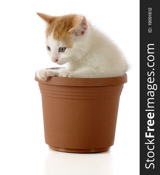An adorable tan and white kitten in a clay-colored flower pot. Isolated on white. An adorable tan and white kitten in a clay-colored flower pot. Isolated on white.