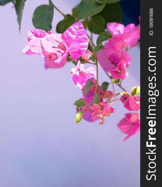 Pink Mediterranean flower on lilac background