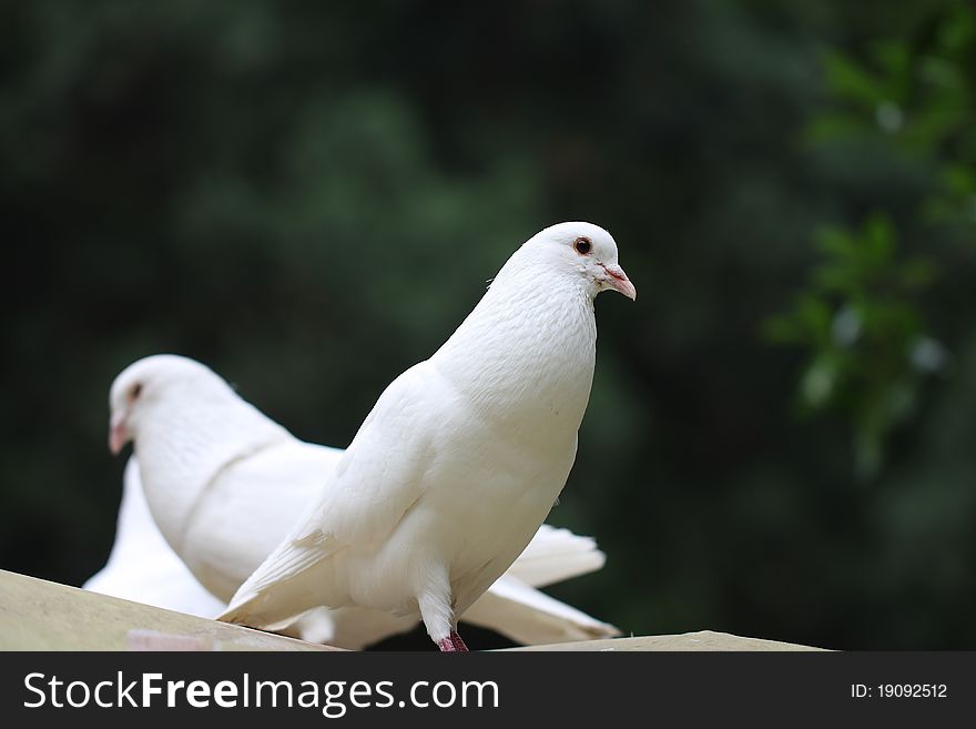 White dove, beautiful, white, free, fly, beautiful, peaceful, background, single, pure,Animals, birds, People need love like a dove of peace, to give up war. A beautiful dove, ready to fly away. A beautiful dove, freely. White dove, beautiful, white, free, fly, beautiful, peaceful, background, single, pure,Animals, birds, People need love like a dove of peace, to give up war. A beautiful dove, ready to fly away. A beautiful dove, freely.