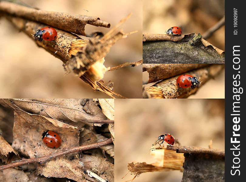Collage of ladybugs in the forest