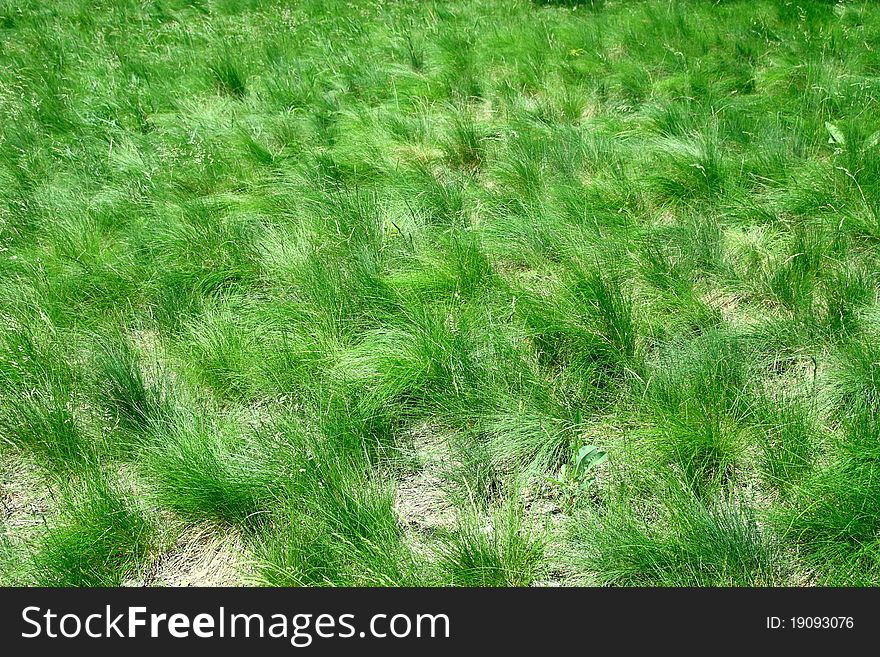 Green grass background. Top viev
