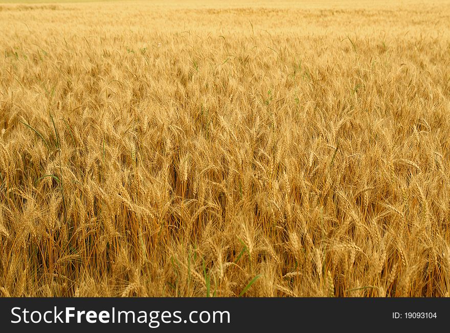 Wheat earson on the field. Wheat earson on the field