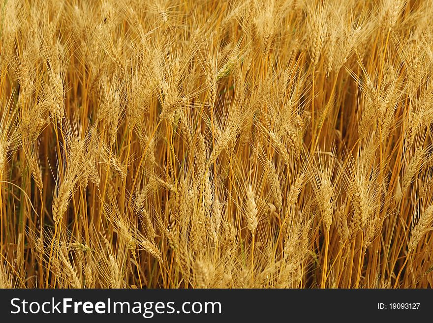Wheat Ears Background