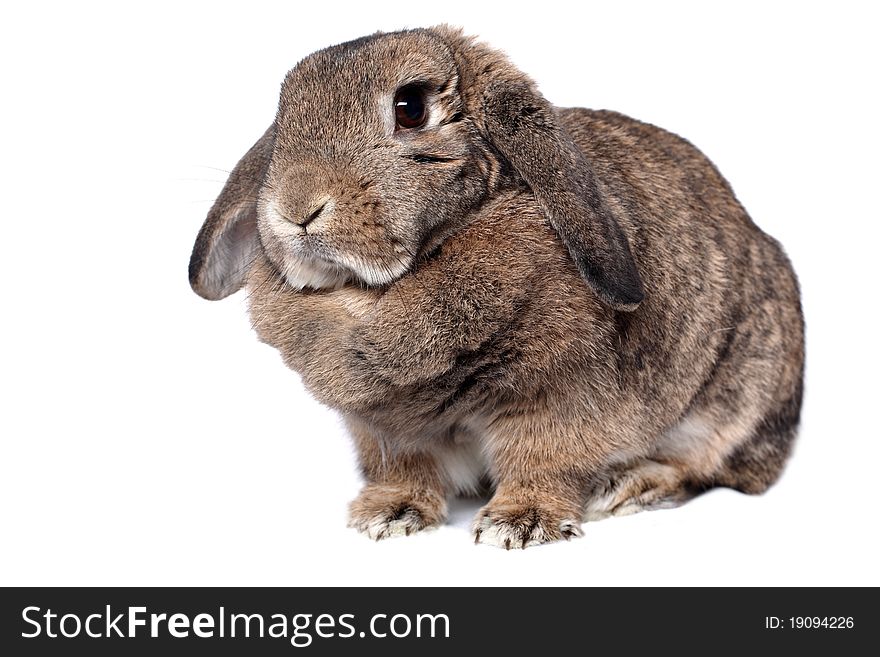 Rabbit Isolated On White