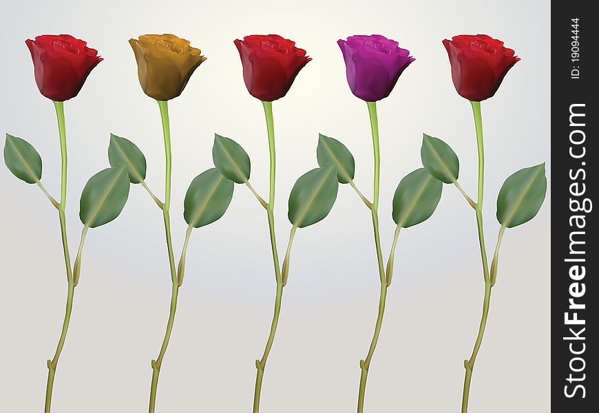 Roses in red, pink and yellow on long stems with two leafs. Roses in red, pink and yellow on long stems with two leafs