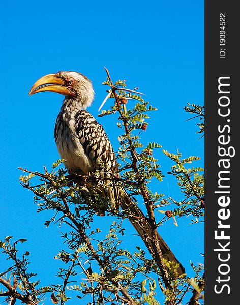 The Southern Yellow-billed Hornbill (Tockus leucomelas) is a Hornbill found in southern Africa. It is a medium sized bird, with length between 48 to 60 cm (South Africa)