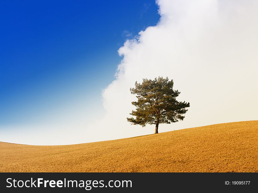 Tree in the spring or autumn with clouds and blue sky