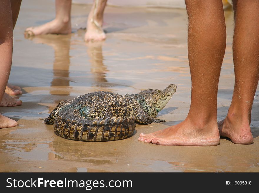 Crocodile kid and human legs on sand. Crocodile kid and human legs on sand.