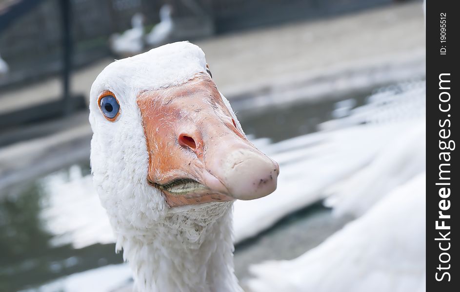 Goose face looking on you