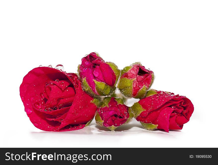 Rose buds with water drops