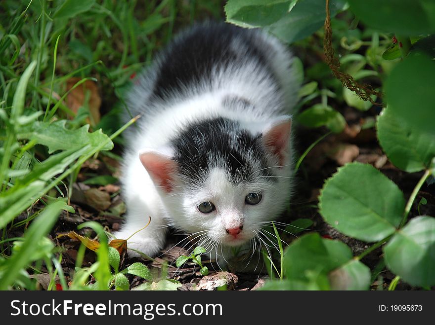 Scared little kitten sitting in the grass
