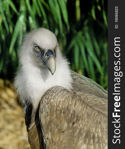 Griffin Vulture in Zoo, Istanbul Turkey