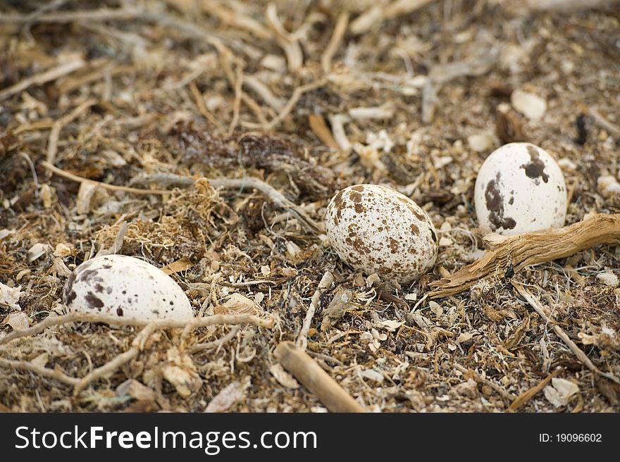 Three eggs of an osprey in a large nest. Three eggs of an osprey in a large nest