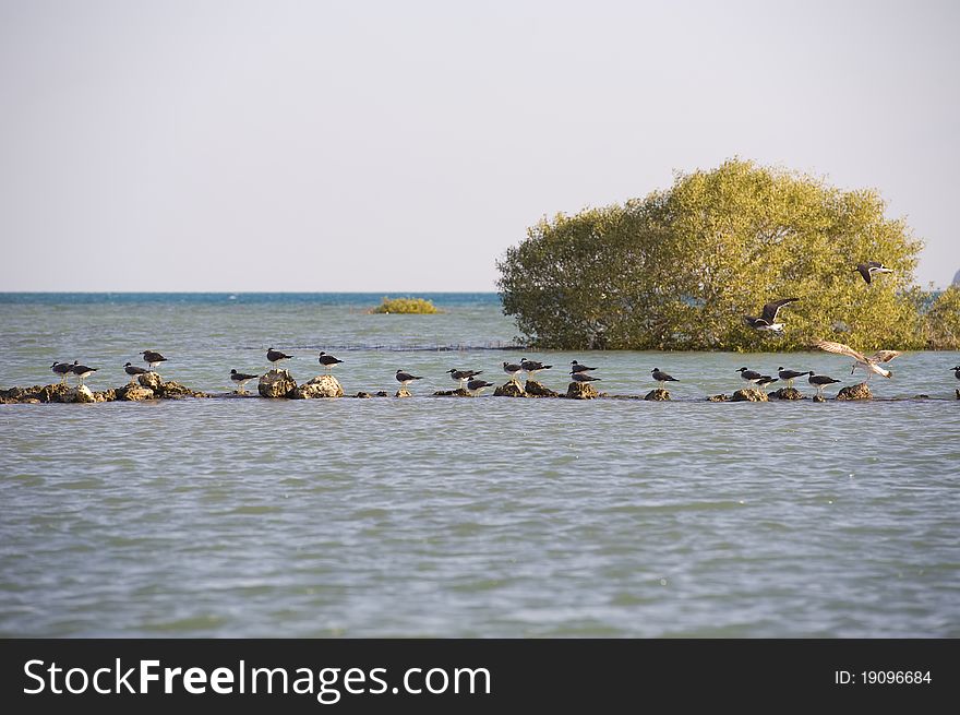 Seagulls perched on rocks in shallow water with a mangrove bush at the background. Seagulls perched on rocks in shallow water with a mangrove bush at the background