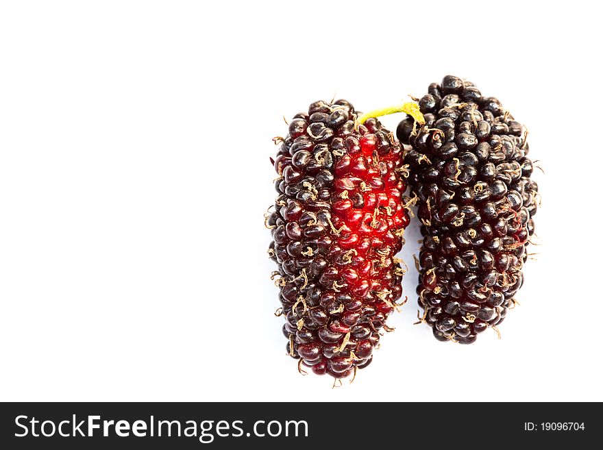 Close up Mulberry on white background