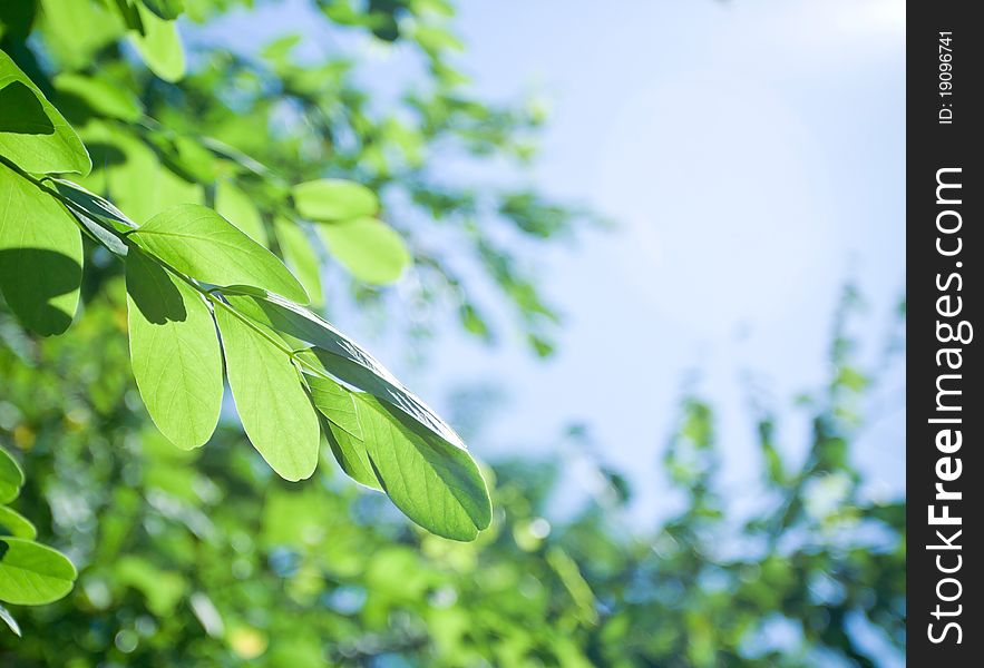 Green acacia leaves over blue sky background. Shallow depth of field. Green acacia leaves over blue sky background. Shallow depth of field.