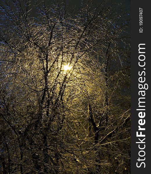 The iced over trees. Winter night. Sleet.