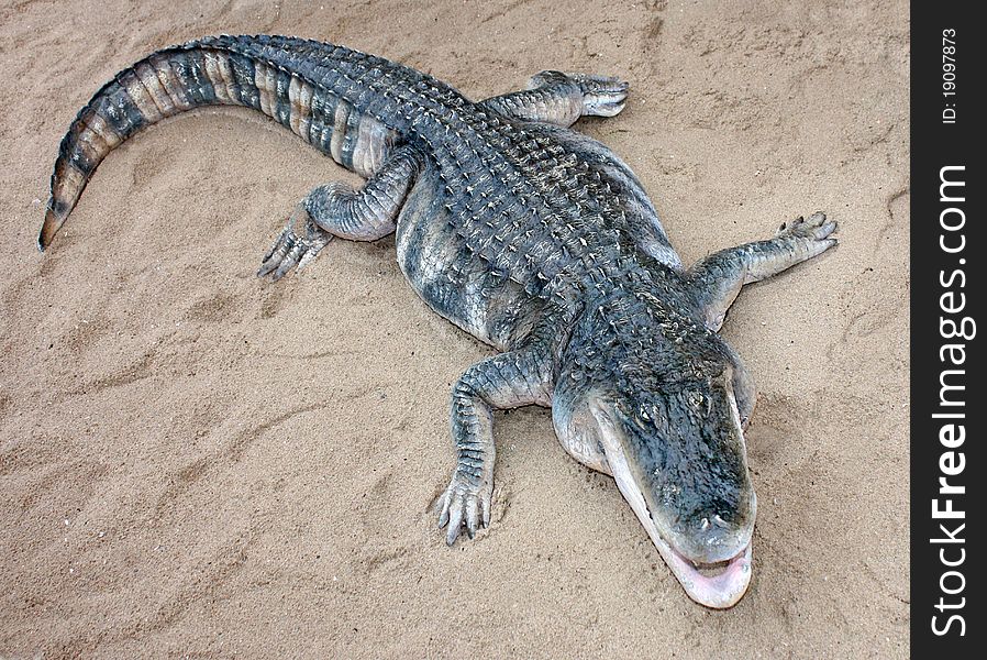 A Full Size Model of a Crocodile on a Bed of Sand. A Full Size Model of a Crocodile on a Bed of Sand.