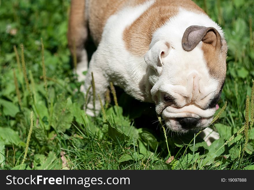 Puppy of an English bulldog with the wrapped ear. Puppy of an English bulldog with the wrapped ear