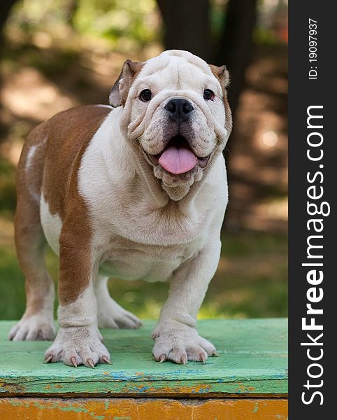 Puppy of an English bulldog standing on a bench. Puppy of an English bulldog standing on a bench