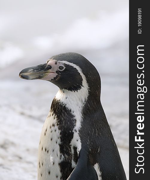 Portrait of a magellanic penguin photographed side-face