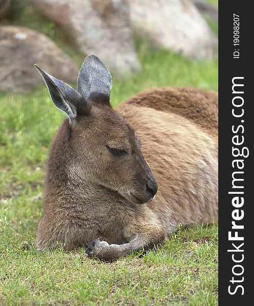 Adult cangaroo resting on green grass, close-up. Adult cangaroo resting on green grass, close-up