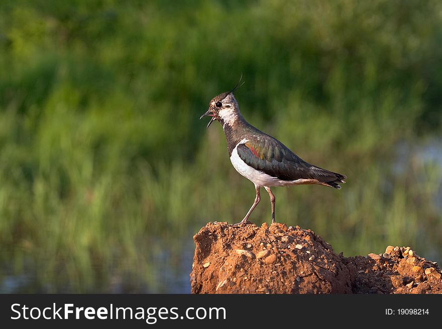 The image of a lapwing on a green background. The image of a lapwing on a green background.