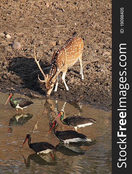 Photo of a watering hole with a deer and storks at it, Pench National Park, India. Photo of a watering hole with a deer and storks at it, Pench National Park, India.