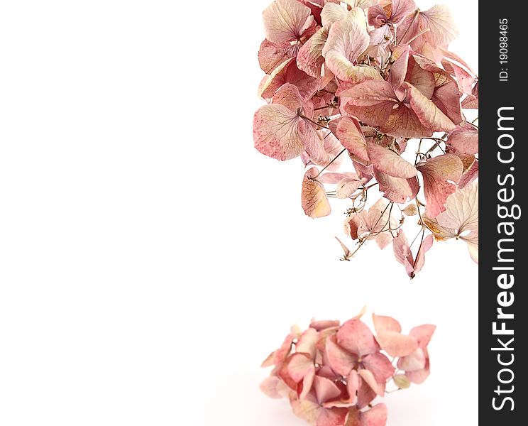Dried pink hortensia (hydrangea) flowers with copy space for text