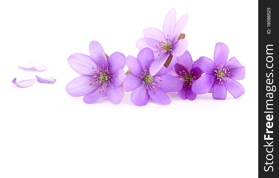 Close-up of hepatica (liverwort) flower on white background. Close-up of hepatica (liverwort) flower on white background