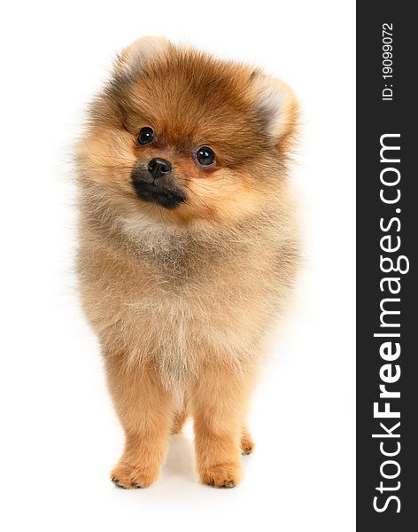 German Spitz