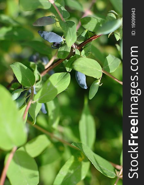 Honeysuckle Berries On Branch