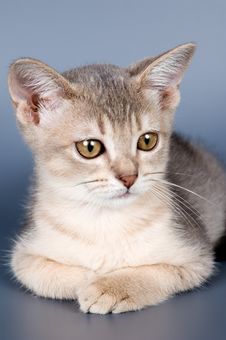 Kitten Of Abyssinian Breed Royalty Free Stock Photography