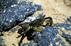 Crab On Beach With Rocks Royalty Free Stock Image