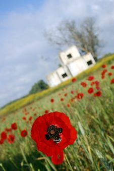 Poppy Field 3 Stock Photos