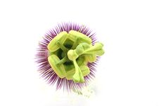 Passion Flower Royalty Free Stock Image