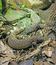 Rio Fuerte Beaded Lizard 1 Royalty Free Stock Images Rio Fuerte Beaded Lizard 1 Royalty Free Stock Images