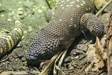 Rio Fuerte Beaded Lizard 2 Royalty Free Stock Photo Rio Fuerte Beaded Lizard 2 Royalty Free Stock Photo