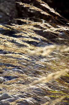 Long Grass On The Sun Royalty Free Stock Photography