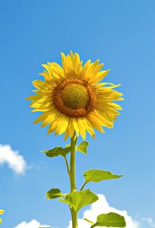 Yellow Sunflower Royalty Free Stock Images Yellow Sunflower Royalty Free Stock Images