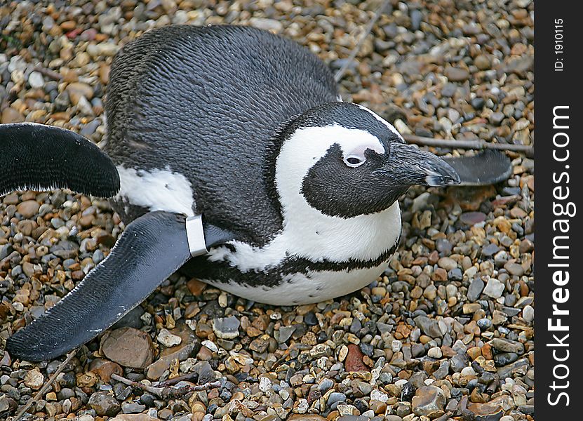 Portrait of Blackfooted (Africain) Penguin. Portrait of Blackfooted (Africain) Penguin