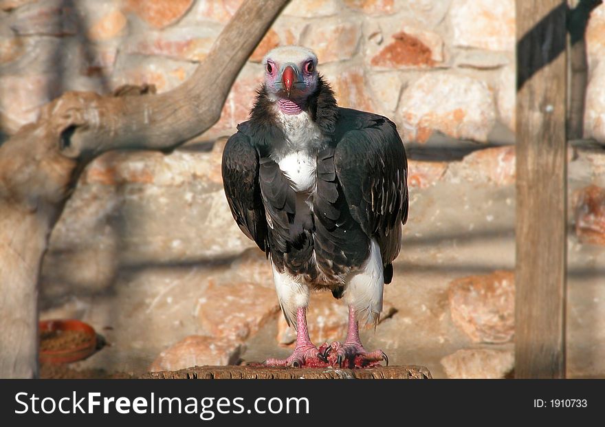 Buzzard/Lammergeyer