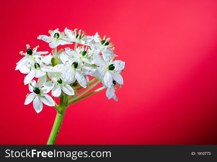 Beautiful white flower on red background
