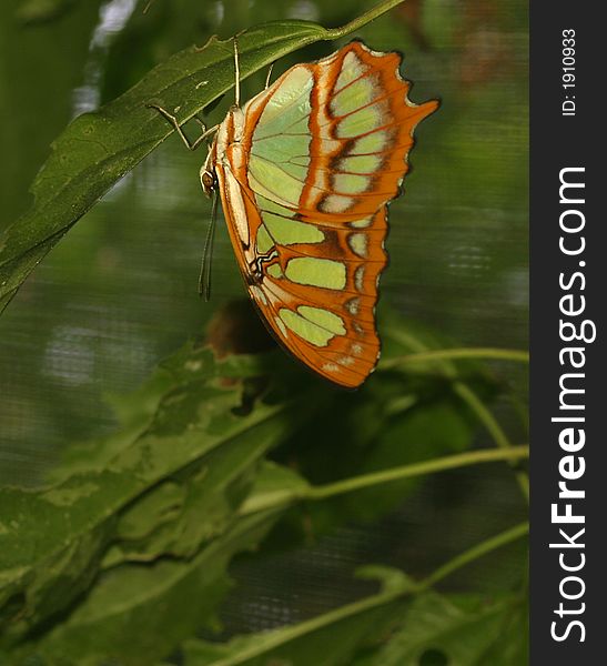 A butterfly (Siproeta stelenes) perched on the bottom of a leaf in Puerto Viejo, Costa Rica.