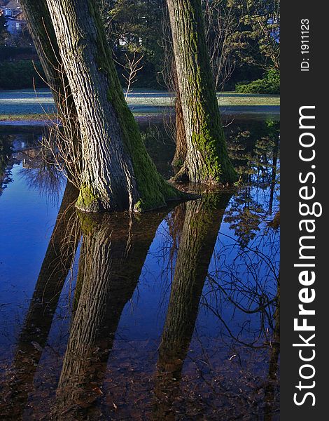 Trees reflected in flood water. Trees reflected in flood water