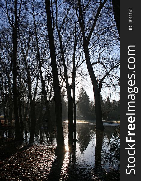 Backlit trees reflected in flood water. Backlit trees reflected in flood water