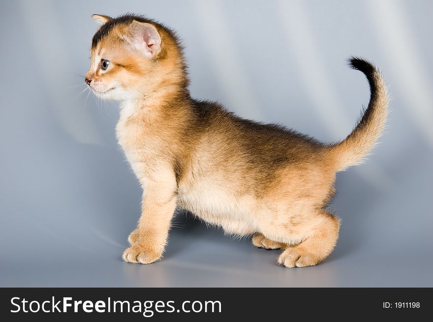 Kitten whom the first time poses in studio