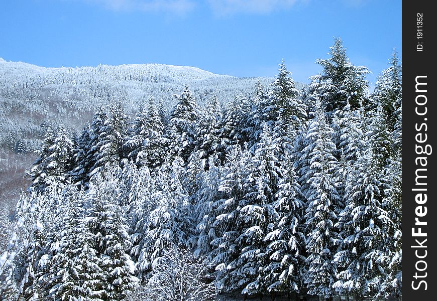 View of the other side of the valley with snow covered pines. View of the other side of the valley with snow covered pines